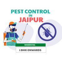 Pest Control in Jaipur