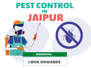 Pest Control in Jaipur