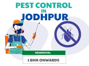 Pest Control in Jodhpur