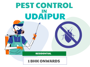 Pest Control Service in Udaipur